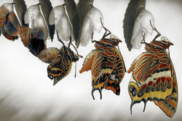 butterflies exiting their chrysalis