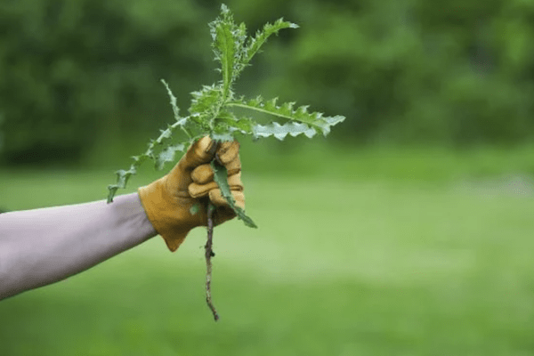 hand holding a weed